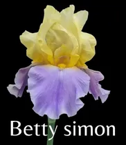 Comprar 1 Rizoma De Lirios Barbados O Iris Germanica Betty Simon 