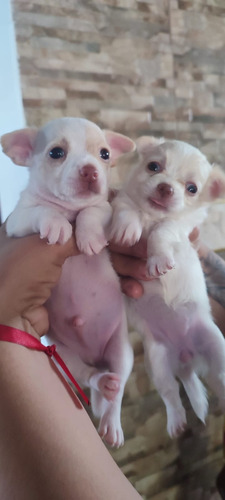 Cachorros Chihuahua Cabeza De Manzana