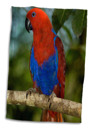Rosa En 3d De Papúa Nueva Guinea-loro Eclectus, Pájaro Tropi