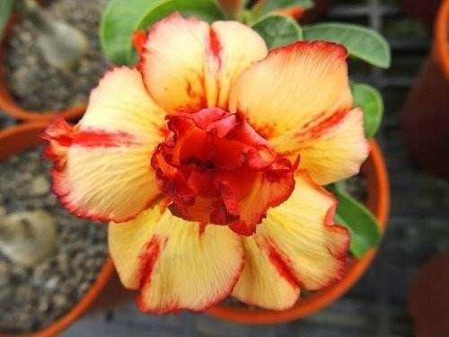 Kit 18 Sementes Rosas Do Deserto Tons Laranjas P Mudas