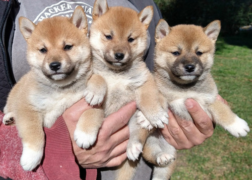 Shiba Inu Cachorros