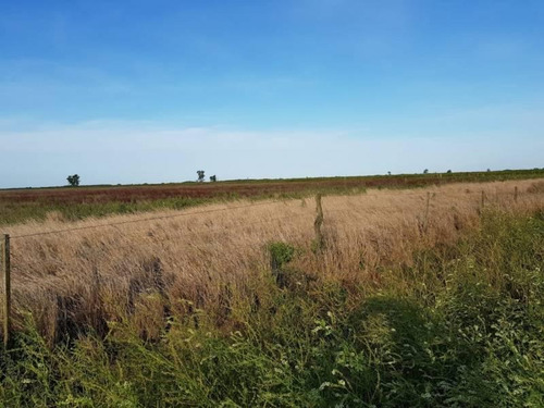 Imagen 6 de 8 de Vendo 90 Hectáreas Campo, Oportunidad