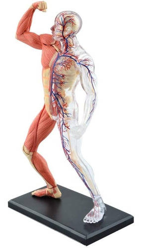 4d Cuerpo Humano Modelo Anatomico Musculo Esqueleto 26058