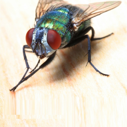 5 Pçs Refil 450x220 Mm Armadilha Pega Mata Mosca Mosquito
