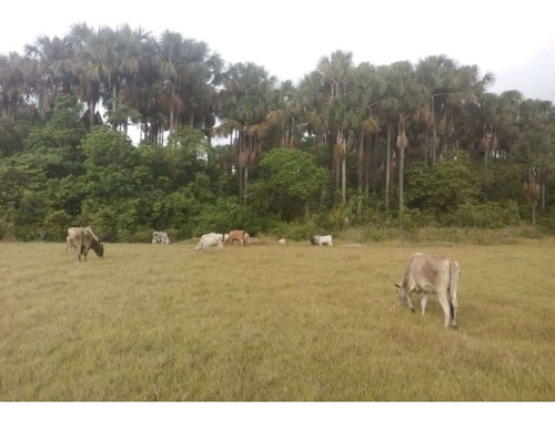 Imagen 7 de 9 de Se Vende Finca En Morichales Sector Cachipo Punceres Ve01-1029pu-mimot