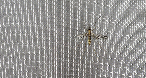 Tela Mosquitera Sancudos Malla Acero Inoxidable 1.3x3mt