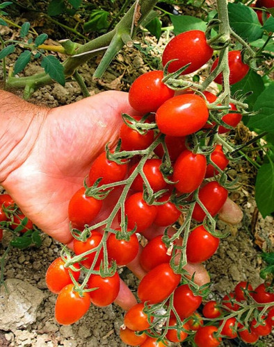 100 Semillas Tomate Modus  + Instructivo 