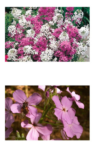50 Sementes De Violeta Dos Jardins Hesperis Matronalis Flor