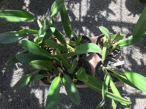 Imagem 7 de 8 de Touceira De Orquídea Cattleya 07 Bulbos Adulta Já Florindo