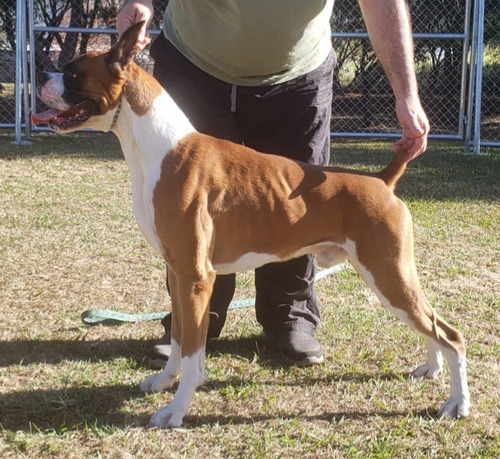 Boxer, Padrote Con Pedigri Para Salto. 