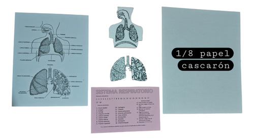 Maqueta Armable Del Sistema Respiratorio