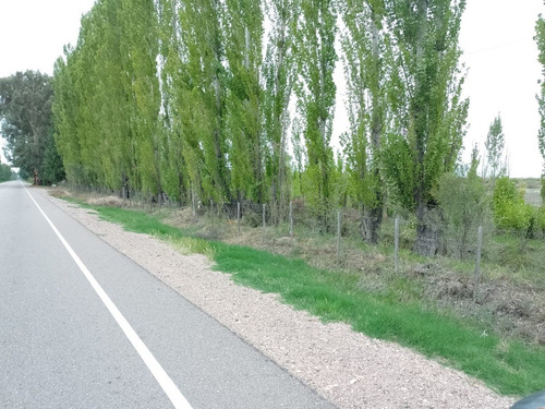 Imagen 26 de 28 de Vendo/permuto Finca Apto Todo Destino (viña, Cultivos Grales Y Ademas Cannabis Medicinal) O Loteo Club De Campo -alto Del Algarrobal-san Rafael -mendoza Sobre Rn 146 Km 376.1