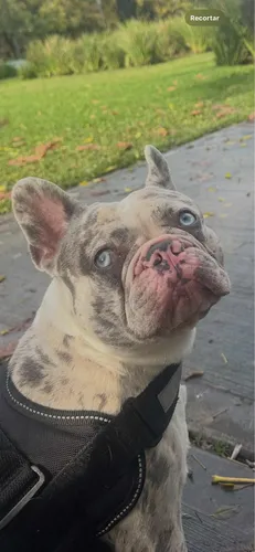 Servicio De Stud (monta) Bulldog Francés