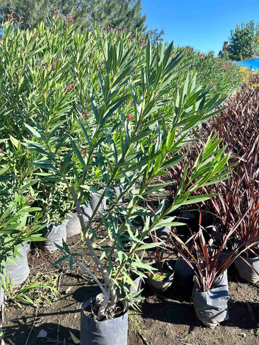 Plantas Laurel De Flor Cerco Vivo Perimetral 8lts Pack X10