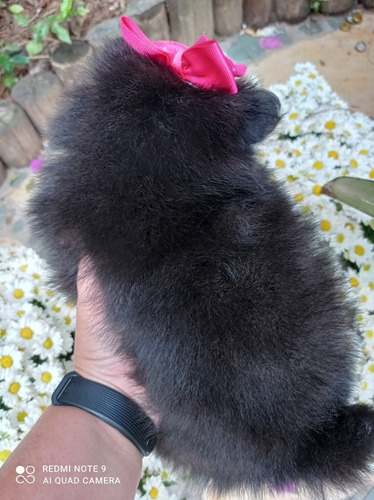Filhote De Lulu Mini Com Atestado Veterinário