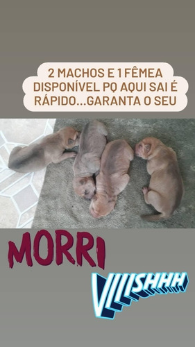 Filhote De Shar Pei