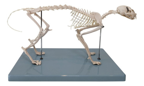 Gato Esqueleto Animal - Modelo Anatómico