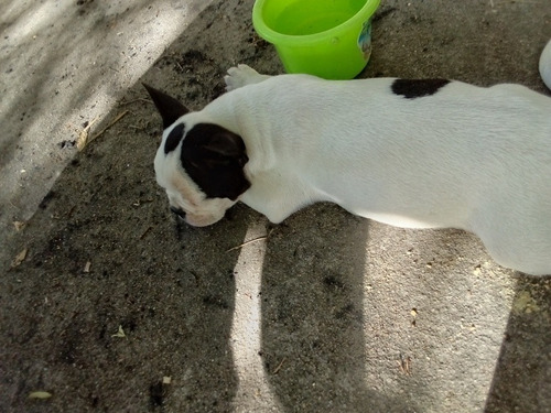Imagen 3 de 3 de Bulldog Francés