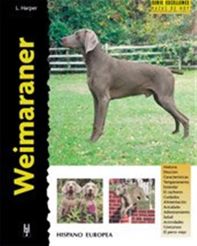 Weimaraner -excellence-