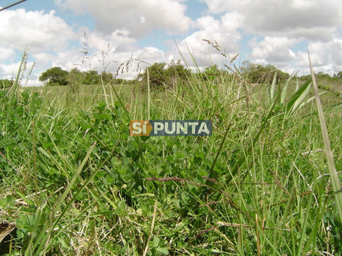 Imagen 29 de 30 de Campo Turistico Cerca De Punta Del Este