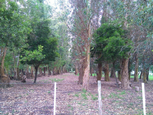 Imagen 12 de 13 de 60 Hectareas Sobre Asfalto, Veronica, Punta Indio