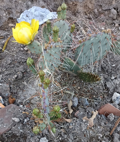 Opuntia Gosselinina, Nopal Morado, Nv