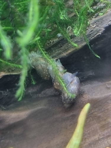 Caracol Physa Para Acuario De Agua Dulce Tropical O Fría 5+1
