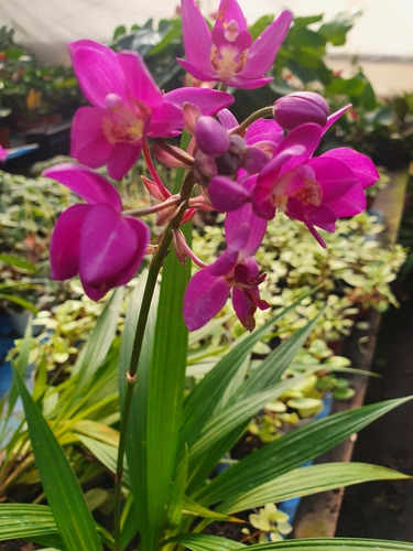 Orquídea Terrestre Spathoglottis Plicata ! De Filipinas ! | MercadoLibre