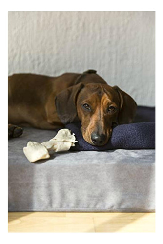 Memory Foam: Colchón Para Perro O Mascotas Ortopédico
