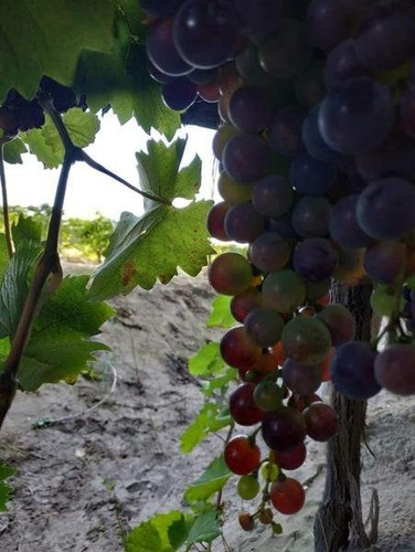 Imagen 14 de 30 de 3 Fincas Con Bodega En Venta Cañada Seca.