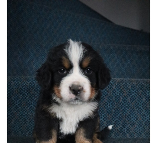 Hermosos Cachorros Boyero De Berna