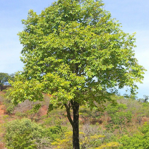 Mutamba, Erva Seca Para Chá