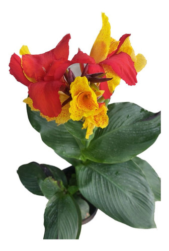 2 Und. Canna-indica (bulbos) Cód. De Produção - S.b.f. Lm011