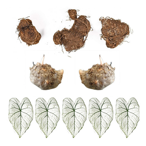 5 Bulbos De Caladium Candidum Jr