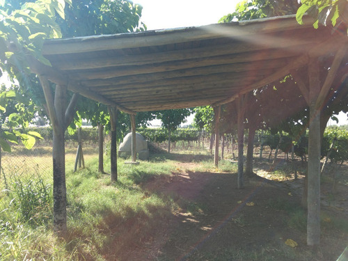 Imagen 4 de 13 de 3,9 Has En Excelente Estado. Maipú, Mendoza