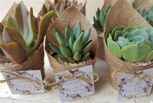 Imagen 6 de 8 de Regalo Suculentas Cactus, Recuerdo Promoción, Matri Misa Año