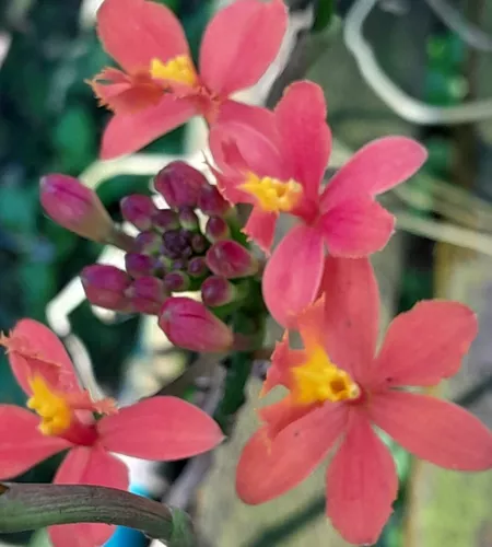 Epidendrum Vermelho Orquídea Linda Coleção Fácil De Cuidar