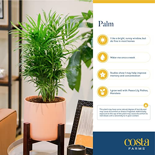 ~? Costa Farms Cat Palm, Live Indoor Plant, Real Palm Tree I