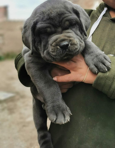 Mastín Napolitano Cachorros