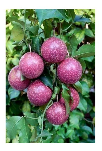 30 Sementes De Maracujá Roxo Doce Para O Plantio - Fruta