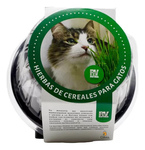 Rutina Verde Avena, Hierba De Cereales Para Gato, Golden Dog