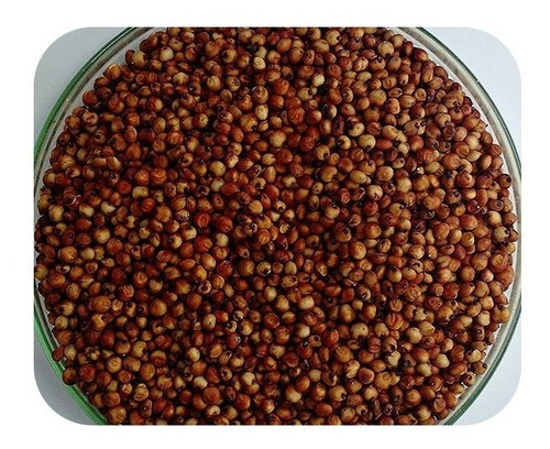 Sementes De Sorgo Catisorgo - Caixa Com 2 Kg