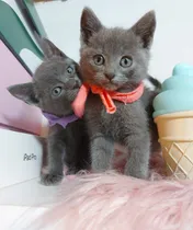 Comprar Gatitos Azul Rusos Divinos Únicos Hipoalergenicos