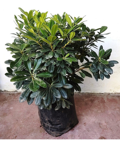 Pitosporo Tobira Enano - Planta Ornamental