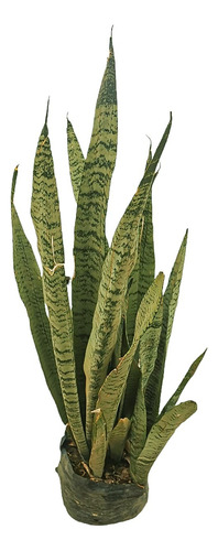 Planta Espada 50cm + Fertilizante + Manual De Cuidados