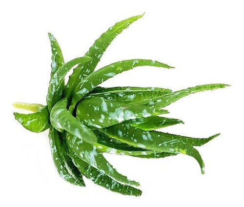 Suculenta Aloe Cacto Em Silicone Verde Pintado
