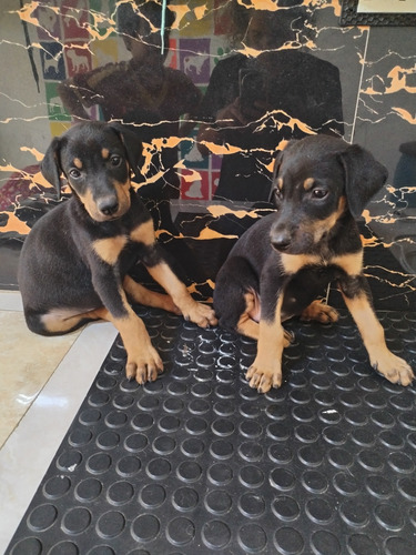 Doberman Cachorros 