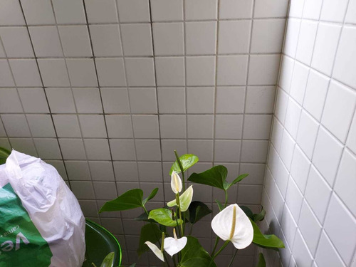 Imagem 10 de 14 de - Apartamento Amplo - Tipo Garden - Marapé -