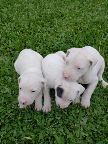 Dogo Argentino
