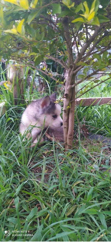 Cachorro Husky Siberiano